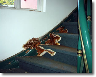 dégats mérule dégats mérule